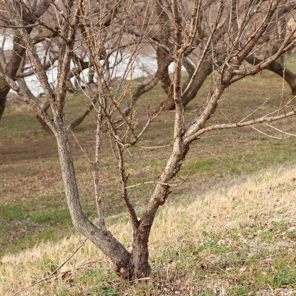 4 Reasons Why Dead Trees Should Be Removed J&S Tree Service, Inc